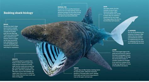 Basking Shark Biology Bbc Wildlife Magazine Scribd