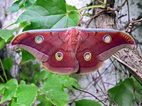 Legend Talks 12 Rare Sighted And Appealing Butterfly Species