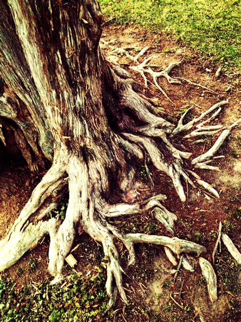 Cedar Roots Free Stock Photo Public Domain Pictures