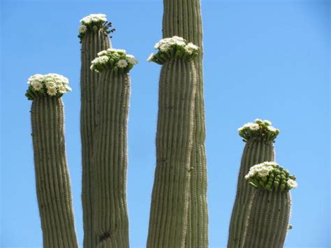 10 Saguaro Flower Facts That Will Make You Love The Desert Even More
