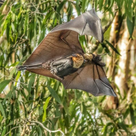 Spectacled Flying Fox Pteropus Conspicillatus Crocodiles Birds