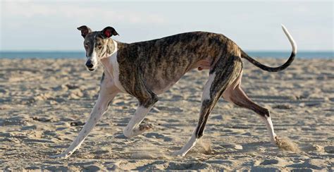 Greyhound Dog Breed Information The Ultimate Guide Breed Advisor