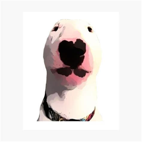 Walter Dog Png Ubicaciondepersonascdmxgobmx