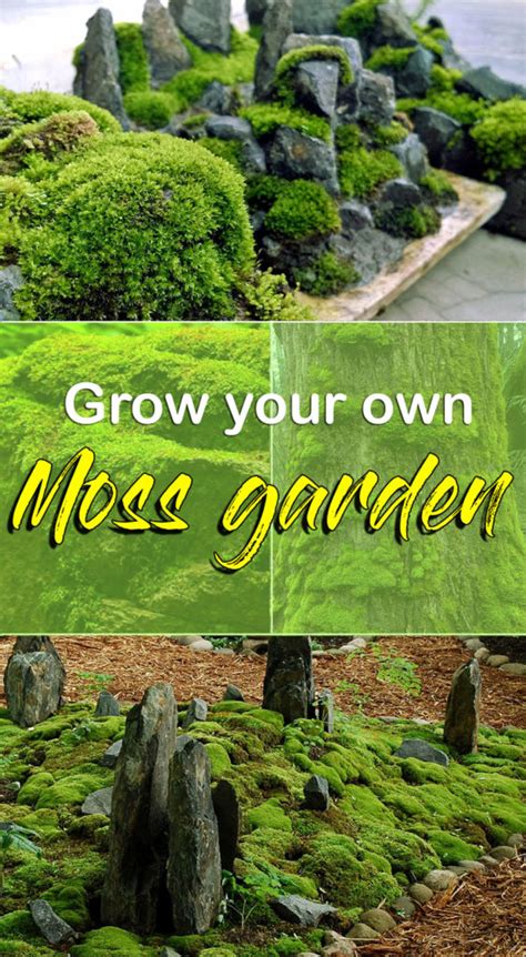 As your channel grows the number is likely to be closer to 5% than 30%. Grow your own Moss Garden | How to get mosses in the ...