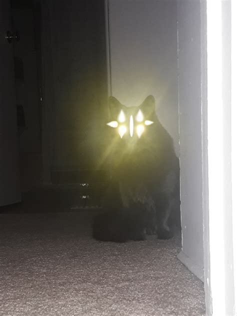 Cats With Glowing Eyes On Tumblr