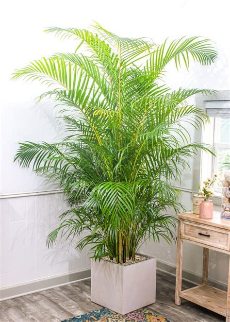 Areca Palm Propagation How To Grow Areca Palm • India Gardening