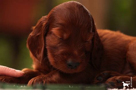 Love Irish Red Setter Puppy 7 Week Old