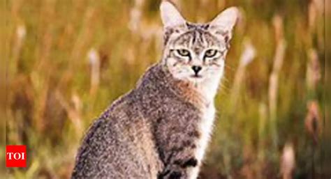 gtf launches small wild cats conservation programme in india bareilly news times of india