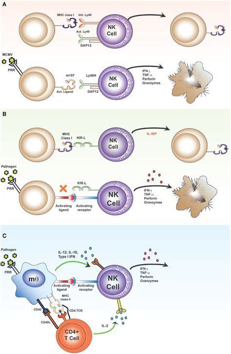 Direct And Indirect Activation Of NK Cells The Classical Pathway Of