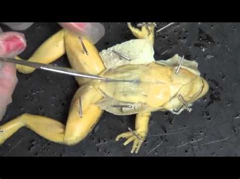 frog dissection 1 - YouTube