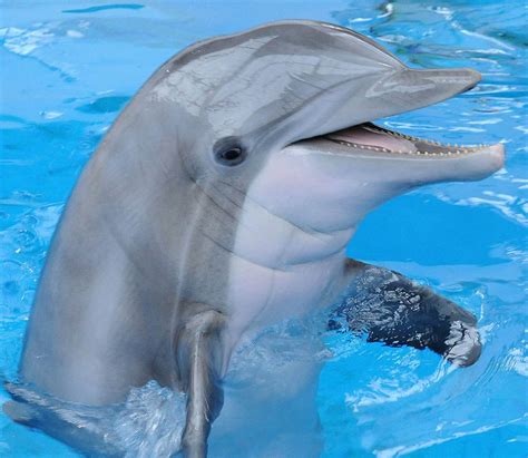 19 Datos Curiosos Sobre Los Delfines Aquatours