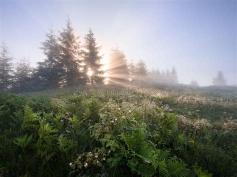 Foggy Mountain Valley At Sunrise Stock Photo Image Of Natural