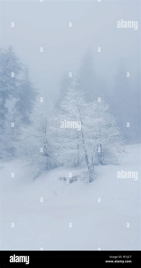 White Snowy Background Hi Res Stock Photography And Images Alamy