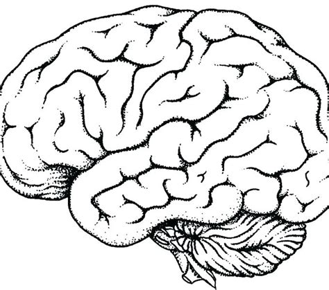 Coloring Pages Of A Brain At Free Printable