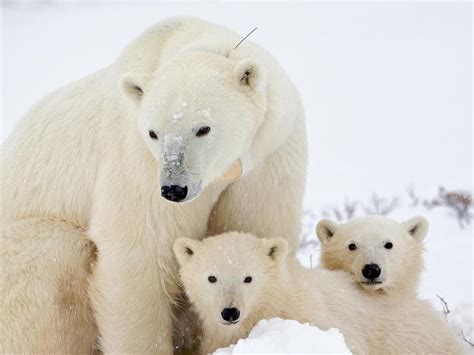 Polar Bear Wallpapers Pictures Images