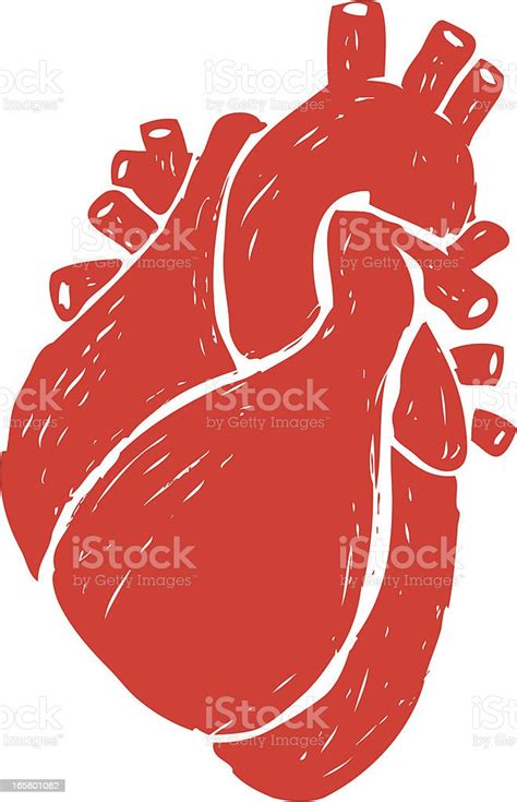 Sketched Human Heart Stock Vector Art And More Images Of Beauty 165801082