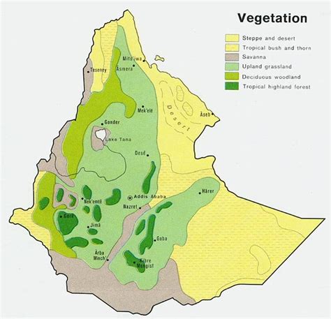 Vegetation In Ethiopia