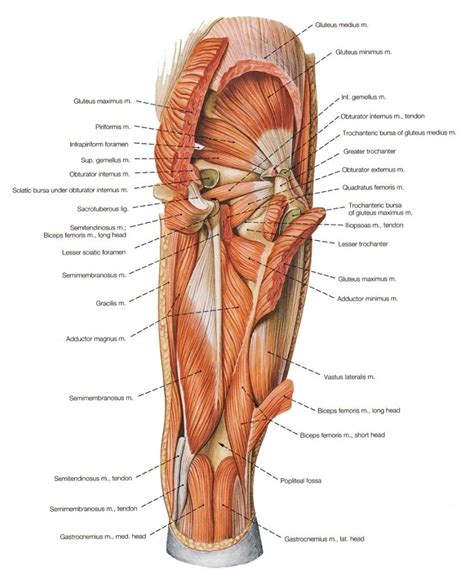 The coordinated movement of these muscles helps in activities like walking, jumping. Groin Muscles Diagram | Thigh muscle anatomy, Human body ...
