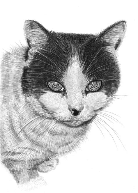 Cat Drawings By Angela Of Pencil Sketch Portraits