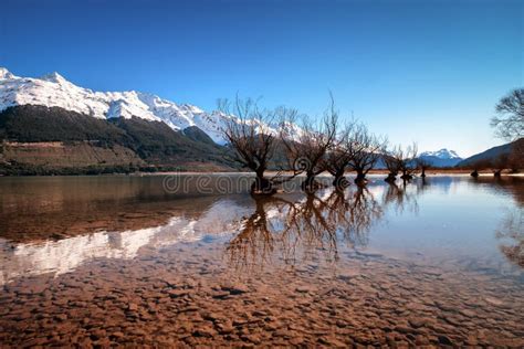 The Famous Willow Tree Row In Glenorchy South Island New Zealand