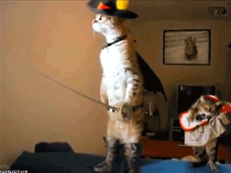25 Crazy Funny Cats That Will Make Your Day Instantly