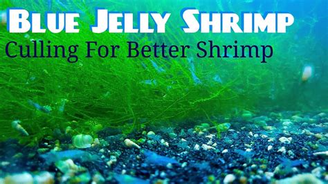 Blue Jelly Shrimp Culling For Better Shrimp YouTube