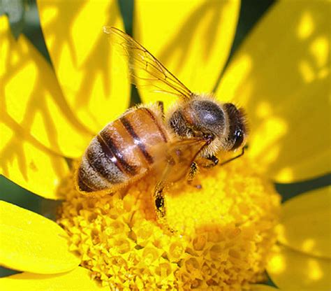 Bees are actually vital to the envirement. Life cycle of honey bee and uses of honey - Online Science ...