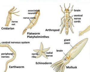 Hewan yang bertulang belakang, sistim sarafnya adalah saraf pusat dan saraf tepi, sementara hewan yang tak bertulang belakang mereka memiliki sistim saraf yang berbentuk seperti tangga tali. Bagaimana Sistem Saraf Pada Hewan - Artikelkeren.com