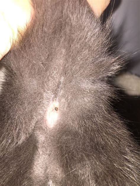 what is this growth skin tag looking thing on my cat s anus please help any info would be