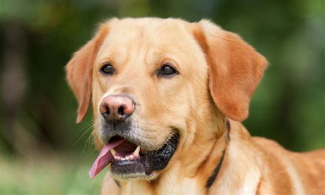 Labrador Retrievers Rank 1 As Americas Popular Favorite Dog Breed For