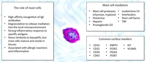 A Guide To Mast Cell Markers Biocompare The Buyers Guide For Life