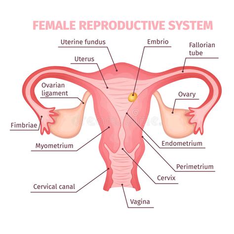 Female Reproductive System Scientific Template Stock Vector