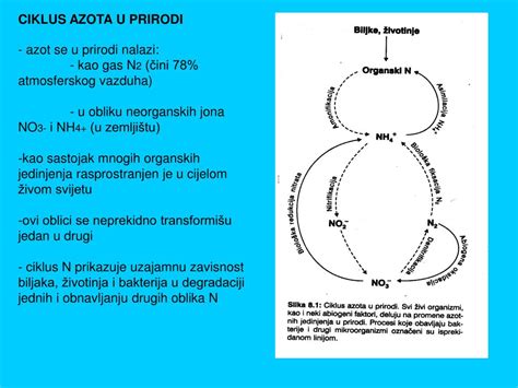 Ppt Ciklus Azota U Prirodi Powerpoint Presentation Free Download