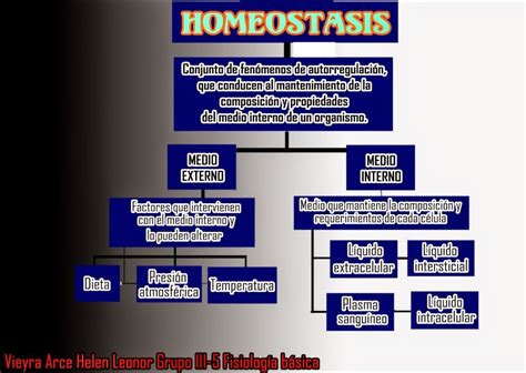 Fisiolog A B Sica Mapa Mental Mapa Conceptual Homeostasis The