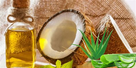 Aloe Vera Dan Virgin Coconut Oil Untuk Mempercepat Proses Penyembuhan