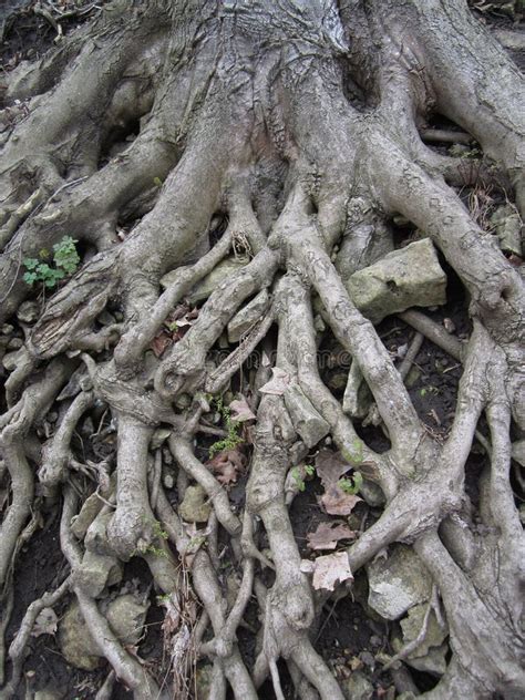 Exposed Tree Roots Stock Image Image Of Plants Life 61529921