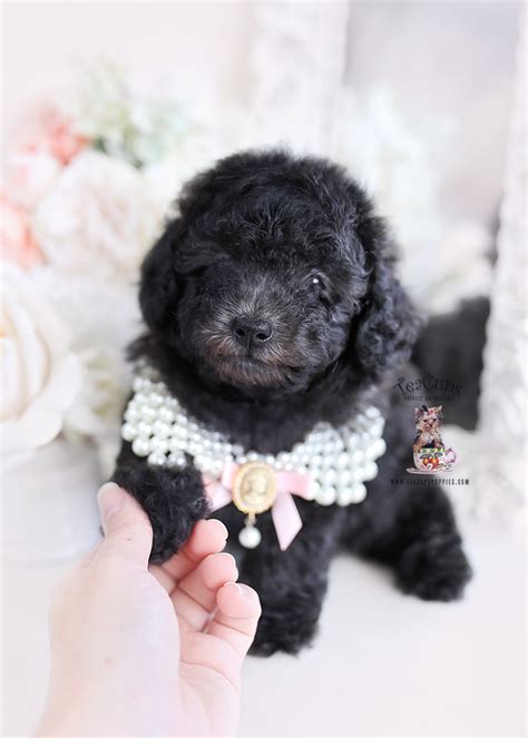 Blue Silver Toy Poodle Puppies Teacup Puppies And Boutique