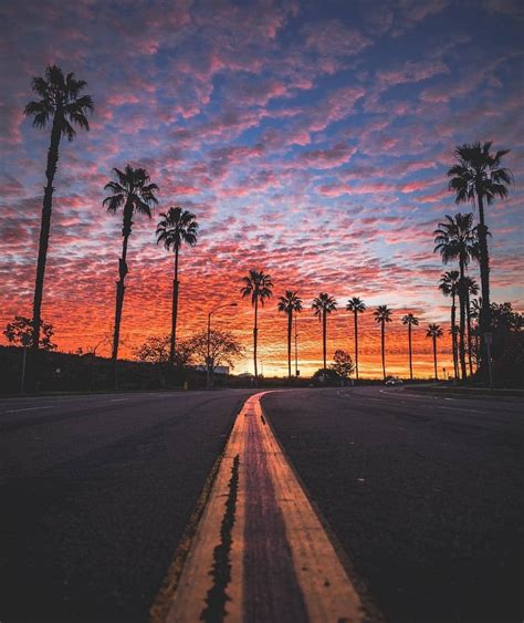 Beautiful Sunrise In San Diego California From Alecbasanec Palm Tree