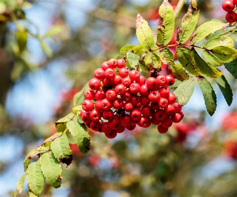 Red Berries On Rowan Tree Free Stock Photo Public Domain Pictures