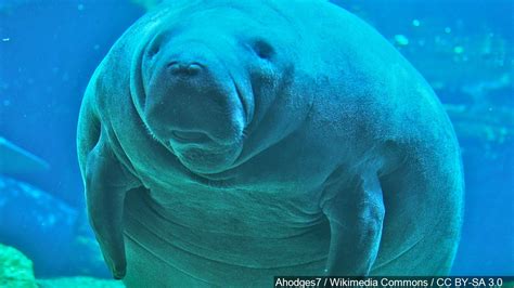 Christopher Columbus Discovers Mermaids Er Manatees 526 Years Ago