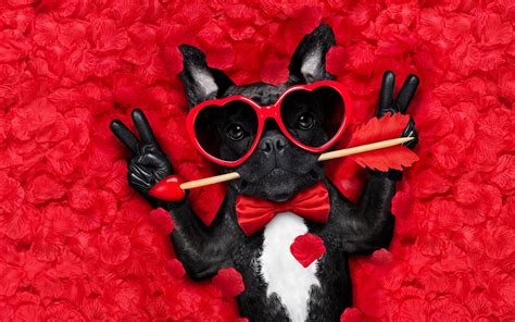 Wallpaper Bulldog Valentines Day Dogs Heart Funny Fingers 1920x1200