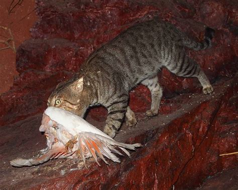 Cats In Australia Invasive Species Council