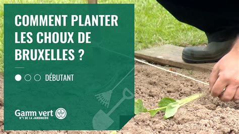 TUTO Comment Planter Les Choux De Bruxelles Jardinerie Gamm Vert Hot Sex Picture