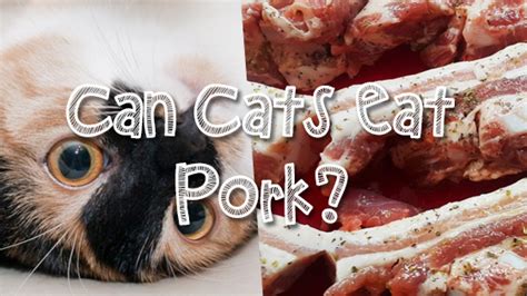 Cat have various dietary demands as compared to us human beings, and what is healthy and balanced for us, is not necessarily the short answer is yes, cats can safely eat ham. Can Cats Eat Pork? | Pet Consider