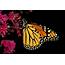 Kentucky Native Plant And Wildlife Now To Save The Monarch Butterfly