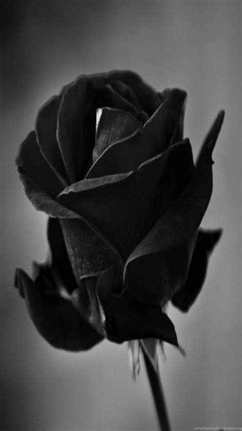 Abstract Black Rose Flowers Iphone 5s Hd Wallpapers Desktop Background