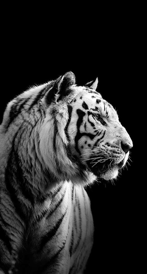 Iphone Siberian Tiger Black Wallpaper Totens Animais Gatos