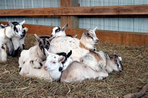 Pile Of Baby Goats At The Celebrity Dairy Farm Saanen Goat Siler City