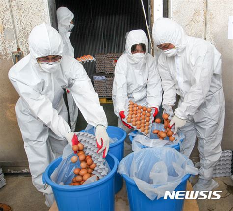 제주도 08광명농장 살충제 계란 폐기 네이트 뉴스