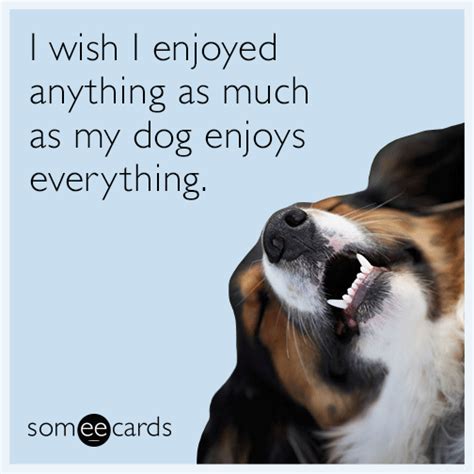 I Wish I Enjoyed Anything As Much As My Dog Enjoys